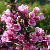 Вейгела квітуча Нана Пурпуреа купить