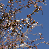 Слива японськая (Сакура) Койо-но-май купить