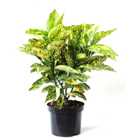 Аукуба японская Rozannie купить