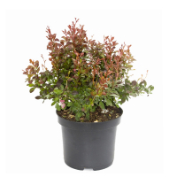 Барбарис тунберга Эректа купить