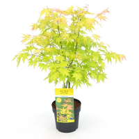 Клен веерный Orange Dream купить