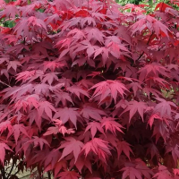 Клен пальмолистный Диссектум Гарнет купить