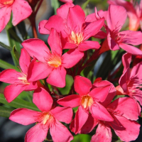 Олеандр микс купить