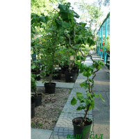 Ліщина звичайна 