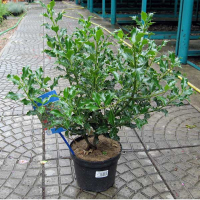 Падуб гостролистий Аляска купить