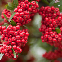 Піраканта Ред Стар купить