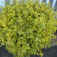 Бересклет японский Микрофилуc Ауреовариегатус купить