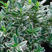 Бересклет японский Микрофилуc Альбо купить