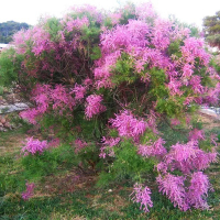 Тамарикс ветвистый Rubra купить