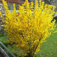 Форзиция средняя Микадор купить