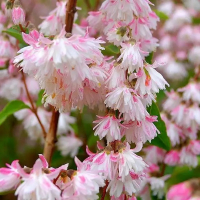 Дейция изящная Розеали купить