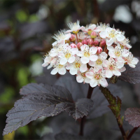 Пузыреплодник калинолистный Diabolo купить