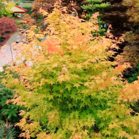 Клен веерный Bi-hoo купить