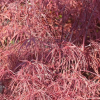 Клен віяловий Enkan купить