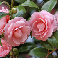 Камелія мікс штамб купить