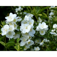 Филадельфус Lemoinei купить