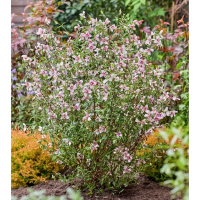 Филадельфус Petite Perfume Pink купить