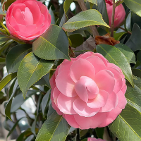 Камелія японська Rosso купить