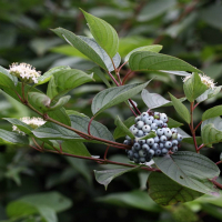 Дерен белый Сибирика купить