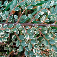 Кизильник млечный купить