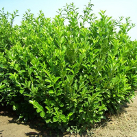 Лавровишня Ротундифолиа купить