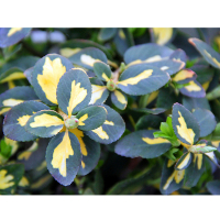 Бересклет Форчуна Интерболви купить