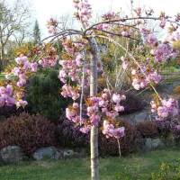 Слива японська (Сакура) Кіку-Шідаре штамб купить