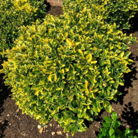 Бересклет японский Ovatus Aureus купить