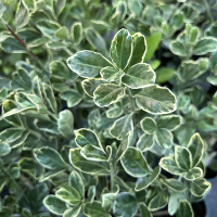 Бересклет японский Silver Simon купить