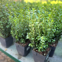 Буксус вечнозеленый Newgen Freedom купить