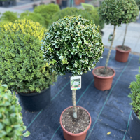 Буксус вечнозеленый Bullata штамб купить