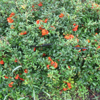 Пироканта Orange Glow штамм 100/150 см купить