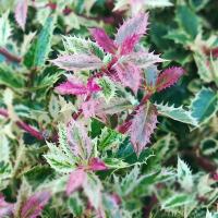 Падуб остролистный Инграми купить