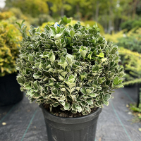 Бересклет японський Альбомаргинатус шар купить