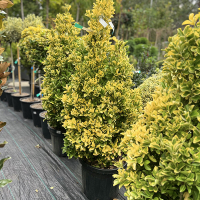 Бересклет японський Elegantissimus Aureus купить