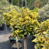 Бересклет японский Elegantissimus Aureus штамб купить