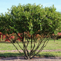 Лавровишня португальская Angustifolia мультиштамб купить