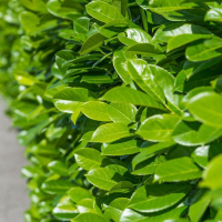 Лавровишня Laurocerasus Novita купить