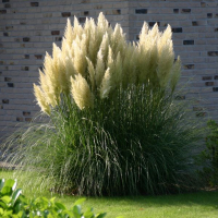 Кортадерия купить