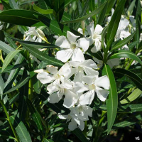 Олеандр BIANCO купить