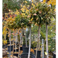 Клен шаровидный 180 купить