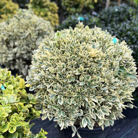 Бересклет японский Браво шар купить