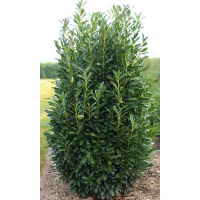 Лавровишня Renault купить