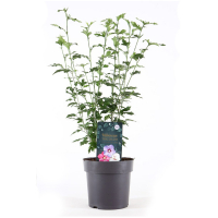 Гибискус сирийский Триколор купить