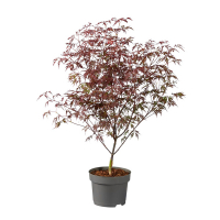 Клен веерный Роял Гарнет купить