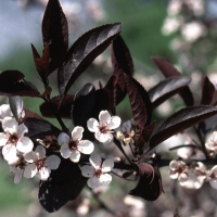 Слива Cistena купить