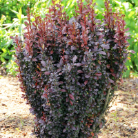 Барбарис Тунберга Ред Пиллар купить