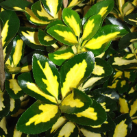 Бересклет Форчуна Интерболви купить