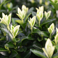 Бересклет японский Francien купить