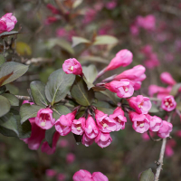Вейгела цветущая Foliis Purpureis купить